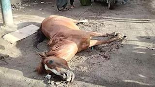 نفوق حصان بجوار "مسجد أبو بربر" فى الشرقية.. ومناشدات عاجلة للمحافظ للتدخل
