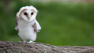 10 كائنات بطبيعة طفولية.. من هم الأبطال الصغار في عالم الحيوان؟