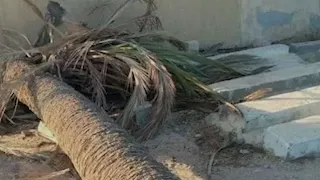 مصرع طفلين فى حادث سقوط نخلة على تروسيكل بأسيوط