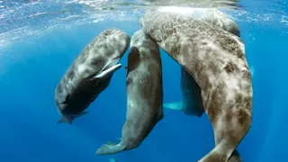 بالصور.. علماء يوثقون ولادة حوت عن قرب.. ماذا حدث؟