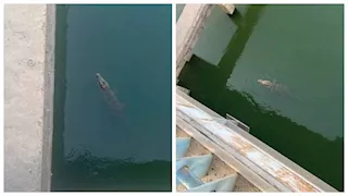 هل ظهر "تمساح" في ترعة بالباجور؟.. مصدر يكشف القصة الكاملة (فيديو)