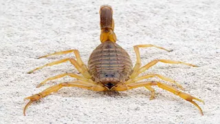 إصابة طفلة وشاب بلدغات عقرب سام في الفرافرة بالوادي الجديد