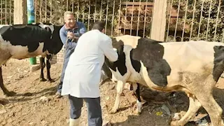 حملة وقائية مكثفة.. تحصين 20 ألف رأس ماشية بالوادي الجديد