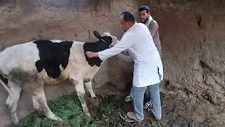 بالصور.. أسيوط تُحصّن أكثر من 32 ألف رأس ماشية   