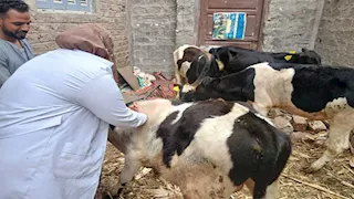 "الزراعة": تحصين 2.1 مليون رأس ماشية ضد الجلد العقدي وجدري الأغنام