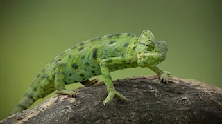  ليس للتخفي فقط.. لماذا تغير الحرباء ألوانها باستمرار؟