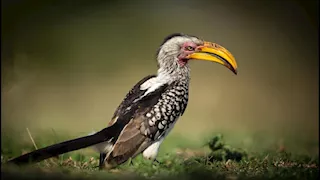  أغرب الطيور في العالم.. بملامح وسلوكيات خارجة عن المألوف (صور)