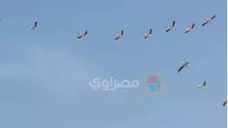 بالصور- أسراب الطيور المهاجرة تنفذ حركات بهلوانية في سماء سيناء