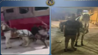 بالكرباج.. شاب ينهال ضربًا علي حصان بعربة كارو بالقليوبية  