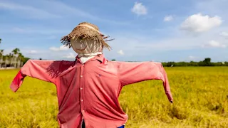   من المصريين القدماء لـ اليوم.. لماذا يوضع "خيال المآتة" في الأراضي الزراعية؟