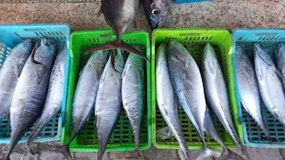 "الثروة السمكية" يكشف حقيقة زيادات أسعار الأسماك وعدم توافرها