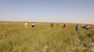 بالصور- لمنيا تنجح في زراعة الكتان.. 600 فدان تحول الصحراء إلى واحة خضراء- صور 