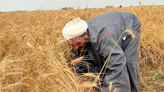 متحدث الزراعة: 2500 جنيه لأردب القمح وانخفاض أسعار الطماطم قريبا