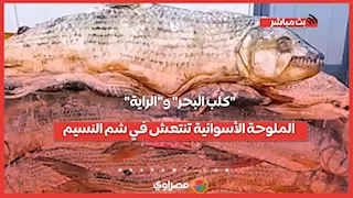 "كلب البحر" و"الراية".. الملوحة الأسوانية تنتعش في شم النسيم