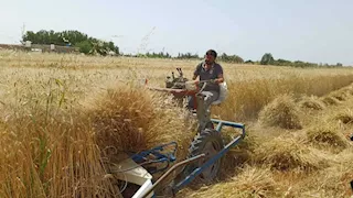 سنابل الخير في أرض الفيروز.. انطلاق موسم حصاد القمح بمدن جنوب سيناء