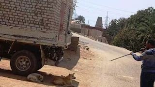 أسوان تنفذ حملة واسعة لتطعيم وتعقيم الكلاب الحرة ضمن مبادرة مكافحة السعار