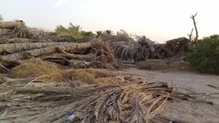 محافظ الوادي الجديد تبحث إنشاء وحدة تدوير لمخلفات النخيل