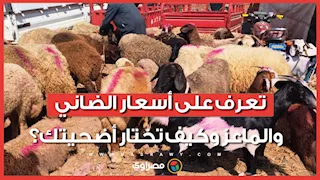 زحام على أسواق الأضاحي في السويس.. تعرف على أسعار الضاني والماعز وكيف تختار أضحيتك؟