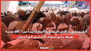الكيرجاوي ينافس البلدي والأسعار تبدأ من 6 ألاف جنيه .. تعرف على أسعار الأضاحى في أسوان