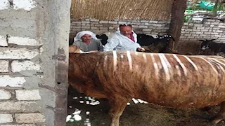 تحصين 37 ألف رأس ماشية ضمن الحملة القومية ضد الحمى القلاعية بالمنيا