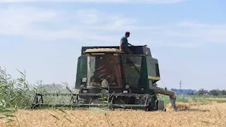 "الذهب الأصفر منور الغيطان".. الإسكندرية تحتفل بموسم حصاد القمح بقرية فلسطين