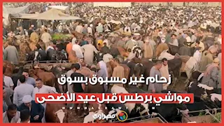 زحام غير مسبوق بسوق مواشي برطس قبل عيد الأضحى.. ماذا قال البائعون عن حركة البيع؟