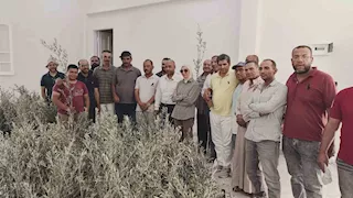   محافظ جنوب سيناء ينهي أزمة مزارعي تجمع النهايات برأس سدر ويعوضهم بشتلات زيتون جديدة