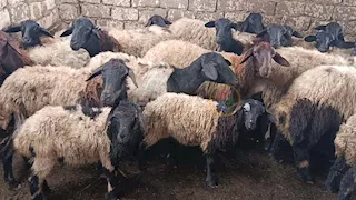 اللباني وكاسر سِنتين الأفضل للأضحية.. أسعار الخراف والماعز بالمنيا -فيديو وصور 