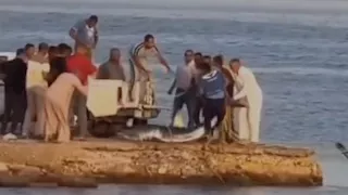 بعد ظهورها على شواطئ القصير.. صيادون يتمكنون من اصطياد سمكة القرش