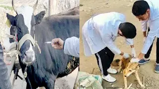 الجيزة: تعقيم وتحصين 1254 كلبًا حرًا.. وضبط 33 طن لحوم فاسدة
