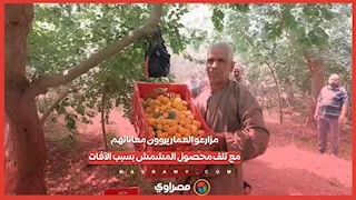  مزارعو العمار يروون معاناتهم مع تلف محصول المشمش بسبب الآفات