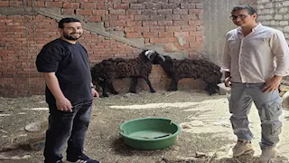 في سوهاج.. خروف مقابل طلب صداقة (صور)