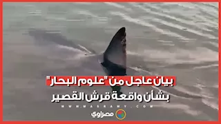 "سلوك غير علمي".. "علوم البحار" تنتقد طريقة اصطياد قرش الماكو في البحر الأحمر