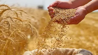 مخزون القمح بالفيوم.. تفاصيل أرصدة الصوامع والشون وحركة التوريد اليومية