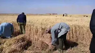 منذ بداية الموسم.. توريد 39 ألف طن قمح محلي في الفيوم
