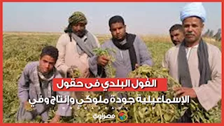 مسمار البطن في أبهى صوره.. الفول البلدي فى حقول الإسماعيلية جودة ملوكي وإنتاج وفي