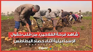 شاهد فرحة الفلاحين.. من قلب حقول الإسماعيلية أثناء حصاد البطاطس