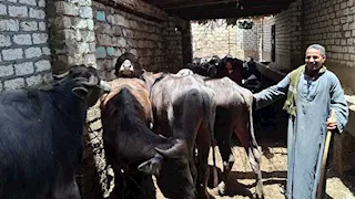 "بيأكلهم فول وحبة البركة".. تعرف على سر جودة اللحوم داخل معلف بطهطا (فيديو وصور)