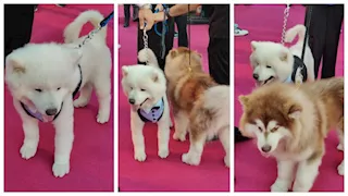 بالصور| حضور العرض الخاص لـ فيلم 7Dogs يلتقطون الصور مع كلبين على السجادة الوردي