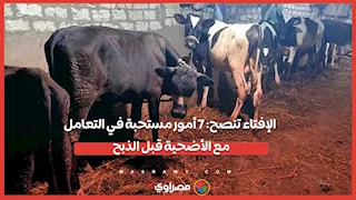 الإفتاء تنصح: 7 أمور مستحبة في التعامل مع الأضحية قبل الذبح