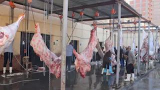 ذبح الأضاحي مجانًا.. محافظ القليوبية يتفقد مجزر غرب شبرا الخيمة