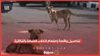 بيان مهم من الداخلية بشأن إطعام الكلاب الضالة في الشارع
