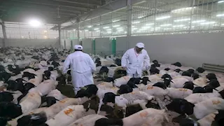 صور.. مصر تبدأ الإشراف البيطري على الأضاحي بالسعودية
