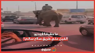حقيقة أم ذكاء اصطناعي؟.. قصة فيديوهات الفيل والنعامة على طريق صلاح سالم