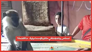 نسناس بيتنطط في مقابر بالإسماعيلية.. ما القصة؟