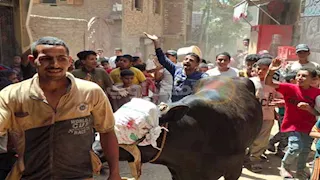 "زفة العجل".. أهالي الشيخ زين الدين بسوهاج يستقبلون الأضحية بالزغاريد- فيديو وصور 