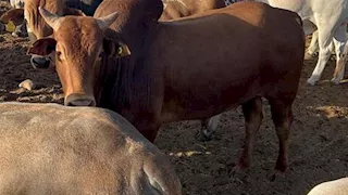 نقيب الفلاحين: تراجع القوة الشرائية يهدد مبيعات الأضاحي