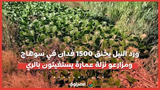 ورد النيل يخنق 1500 فدان في سوهاج.. ومزارعو نزلة عمارة يستغيثون بالري