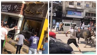 عجل هارب يقتحم محل ملابس في بني سويف ـصور 