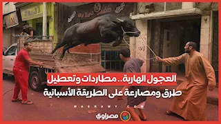 العجول الهربانة.. مطاردات وتعطيل طرق ومصارعة على الطريقة الأسبانية